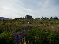 Lake Tekapo - Rundeise Neuseeland - Südinsel