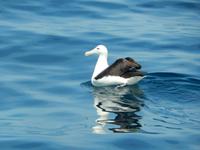 Kaikoura - Rundeise Neuseeland - Südinsel