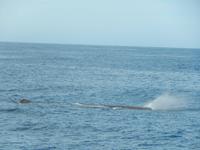 Kaikoura - Rundeise Neuseeland - Südinsel