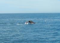 Kaikoura - Rundeise Neuseeland - Südinsel