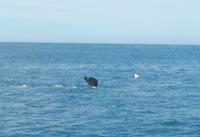 Kaikoura - Rundeise Neuseeland - Südinsel