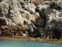 Kaikoura - Rundeise Neuseeland - Südinsel