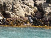 Kaikoura - Rundeise Neuseeland - Südinsel