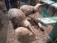 Rotorua - Rundeise Neuseeland - Nordinsel