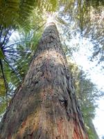 Rotorua - Rundeise Neuseeland - Nordinsel