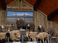 The Agrodome - Rundeise Neuseeland - Nordinsel