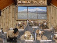 The Agrodome - Rundeise Neuseeland - Nordinsel