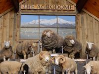 The Agrodome - Rundeise Neuseeland - Nordinsel