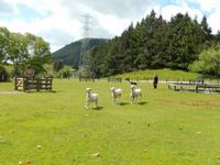 The Agrodome - Rundeise Neuseeland - Nordinsel