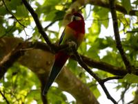 Auckland - Rundeise Neuseeland - Nordinsel