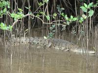 Auf dem Daintree River (1)