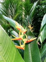 Botanischer Garten Singapur