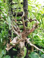 Botanischer Garten Singapur