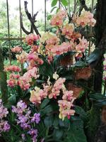 Botanischer Garten Singapur