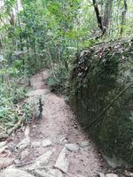 Daintree Nationalpark 