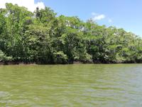 Fahrt auf dem Daintree River