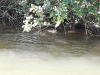 Fahrt auf dem Daintree River