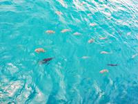 Great Barrier Reef