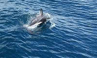 Kaikoura - Rundeise Neuseeland - Südinsel