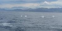 Kaikoura - Rundeise Neuseeland - Südinsel