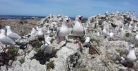 Kaikoura - Rundeise Neuseeland - Südinsel