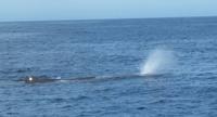 Kaikoura - Rundeise Neuseeland - Südinsel