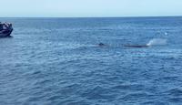 Kaikoura - Rundeise Neuseeland - Südinsel