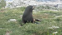 Kaikoura - Rundeise Neuseeland - Südinsel