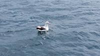 Kaikoura - Rundeise Neuseeland - Südinsel