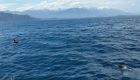 Kaikoura - Rundeise Neuseeland - Südinsel