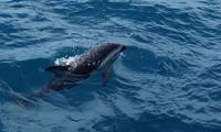 Kaikoura - Rundeise Neuseeland - Südinsel