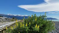Kaikoura - Rundeise Neuseeland - Südinsel