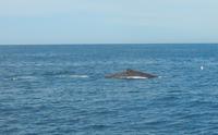 Kaikoura - Rundeise Neuseeland - Südinsel