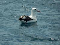 Kaikoura - Rundeise Neuseeland - Südinsel