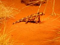 0176_DesertParkAliceSprings.jpg
