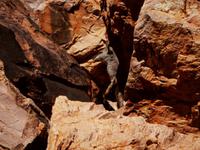 0190_WallabyWanderungSimpsonGap.jpg