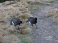 107.Cradle Mountain