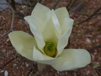 044.gelber Tulpenbaum