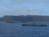 066.Strahan-Bootsfahrt