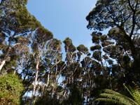 085.Strahan-Bootsfahrt-Sarah Insel