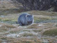 105.Cradle Mountain-Wombat