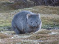 106.Cradle Mountain-Wombat