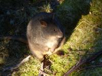 110.Cradle Mountain-Walleby
