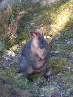 111.Cradle Mountain-Walleby