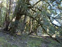 149.Cradle Mountain NP-Speeler Track