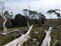 154.Cradle Mountain NP-Speeler Track