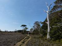 159.Cradle Mountain NP-Speeler Track