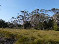 160.Cradle Mountain NP-Speeler Track