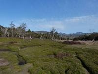 162.Cradle Mountain NP-Speeler Track