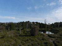 164.Cradle Mountain NP-Speeler Track